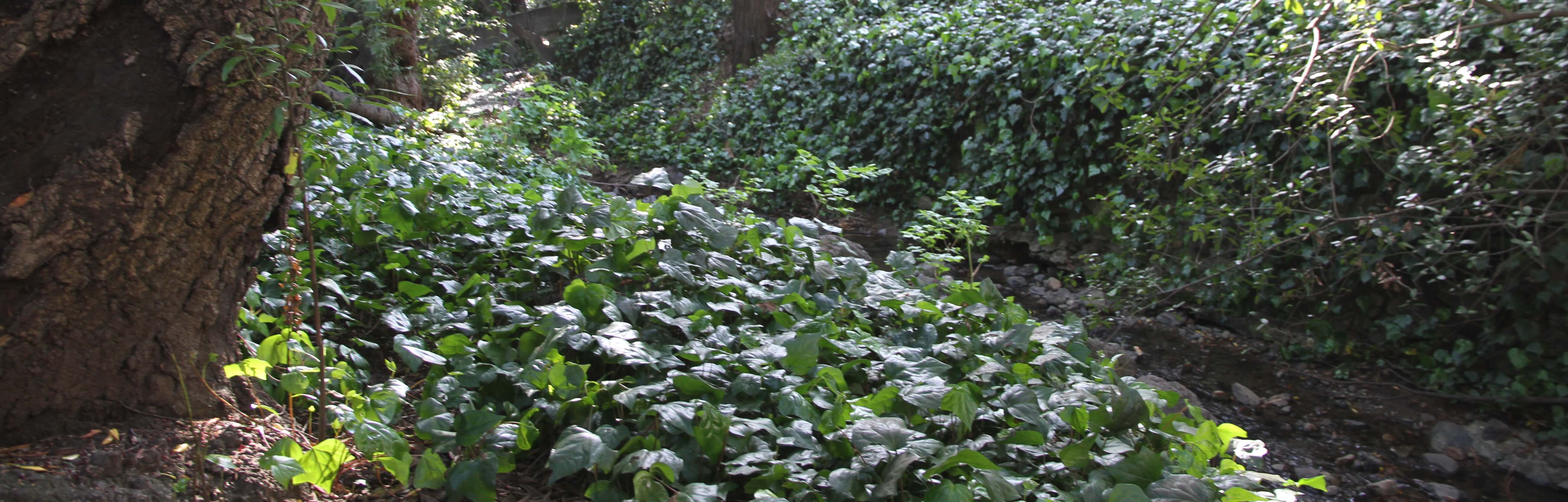 Strawberry Creek ivy