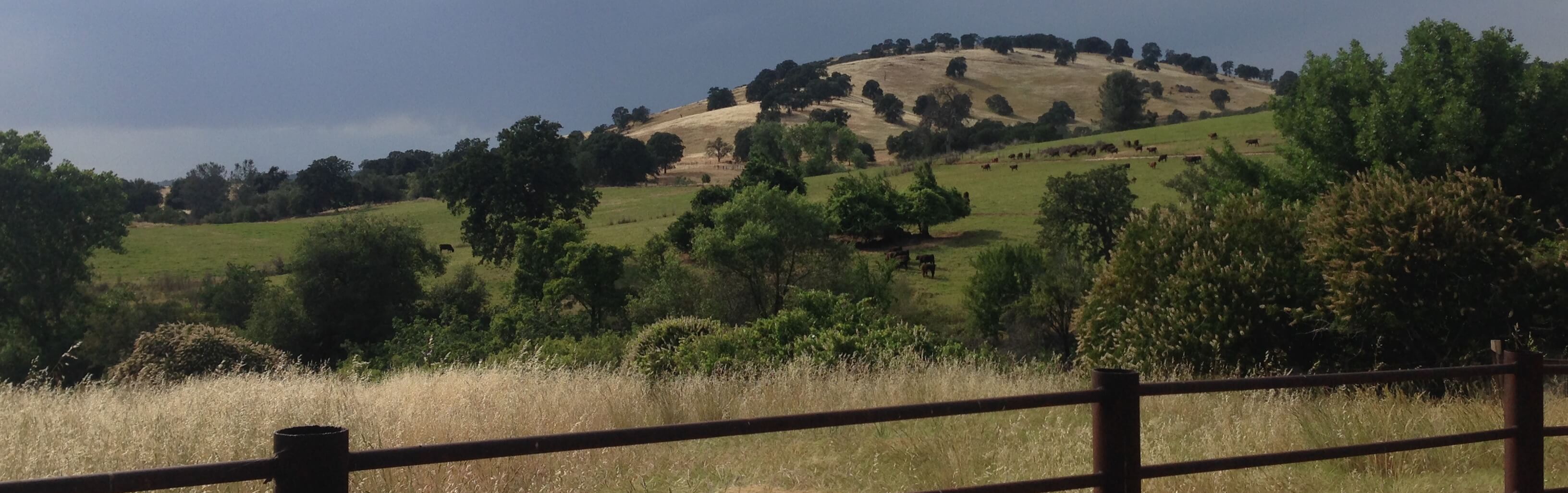 Sierra Foothills Research and Extension Center Cows